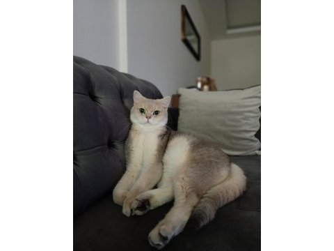 4 aylık british shorthair zorunlu sahiplendirme