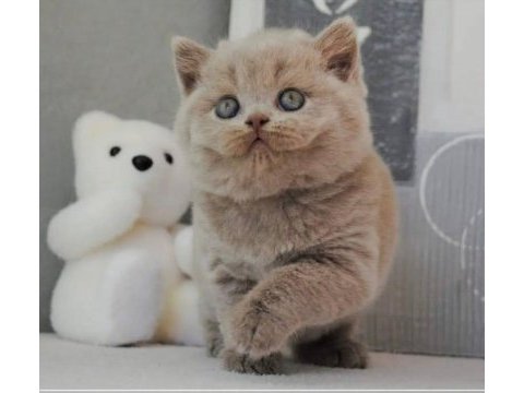 En özel lilac british shorthair
