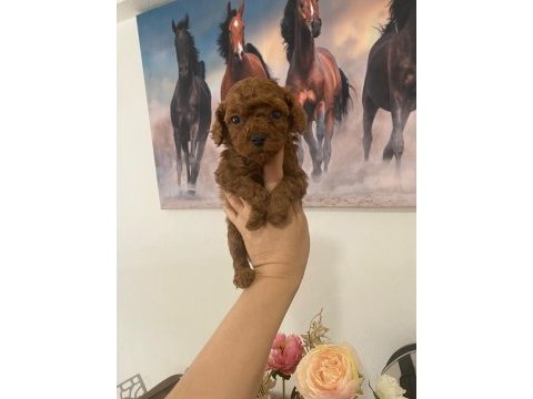 Kurabiye tadında mükemmel kalite poodle yavrular