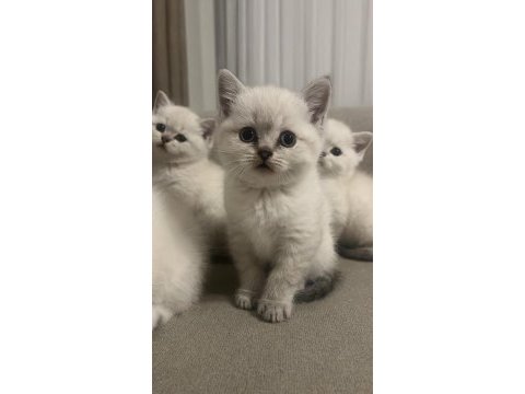 Mavi gözlü british shorthair boncuklar yuva arıyor