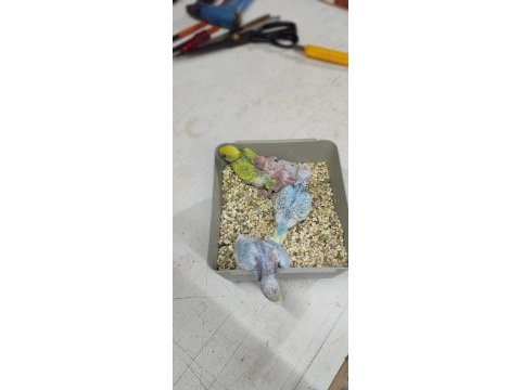 Rezerveye acık yavru muhabbet kuşları yer istanbul