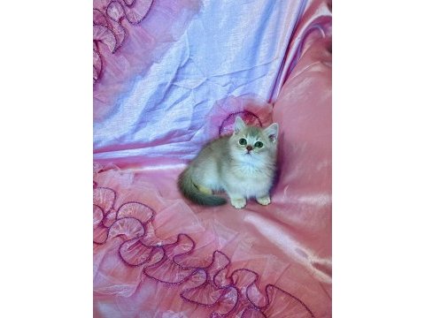 British shorthair erkek yeni evini arıyor