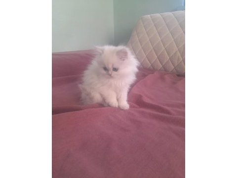 Orjinal british longhair erkek yavru iki aylık antalya