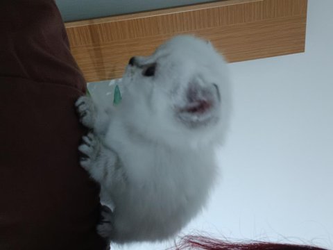 British ve longhair