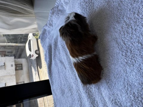 Dişi erkek ginepig yavrular antalya