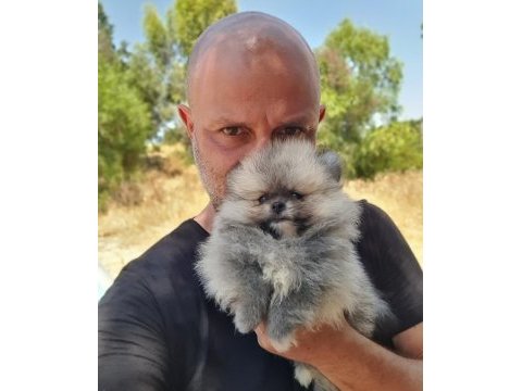 Şecereli teacup teddy face pomeranian yavrularımız