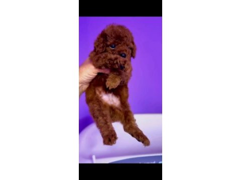 Orjinal toy poodle yavrularımız