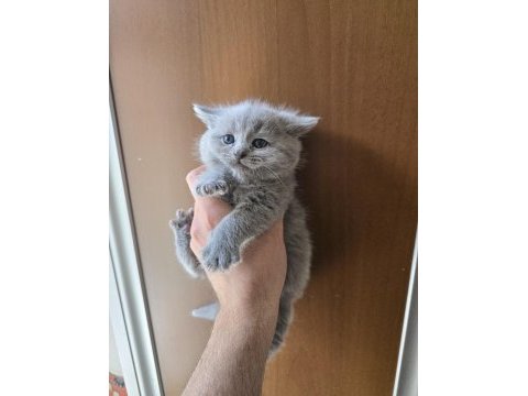 Teslime hazır british shorthair kedisi