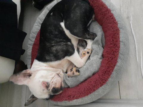 2 yaşında eğitimli akıllı dişi french bulldog