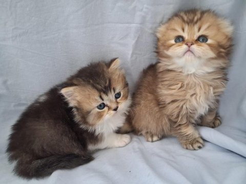 Çikolata golden british longhair yavrularımız