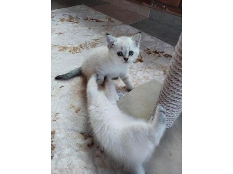 2 dişi ve 1 erkek british shorthair yavrular