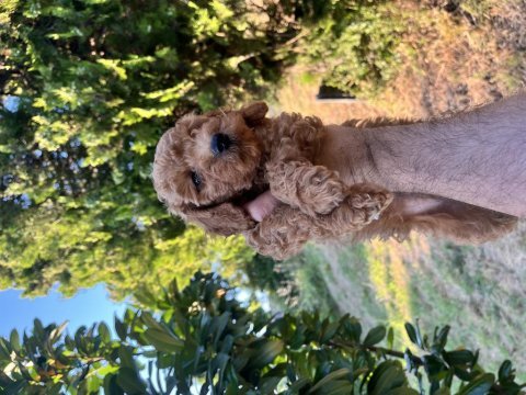 Poodle harikası kıvır kıvır bebekler