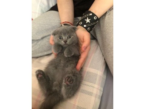 2 aylık scottish fold