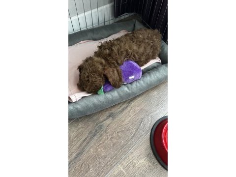 2 aylık toy poodle