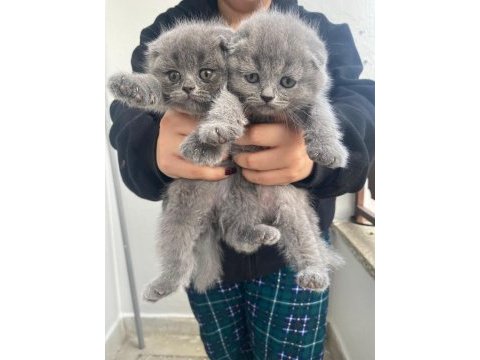 Scottish fold kedimiz