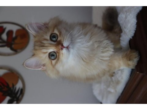 British longhair erkek kedimiz