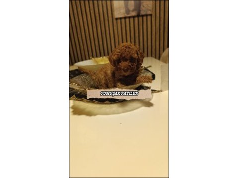Red toy poodle