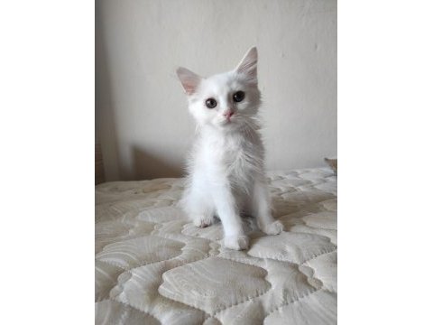 British short hair pamuk