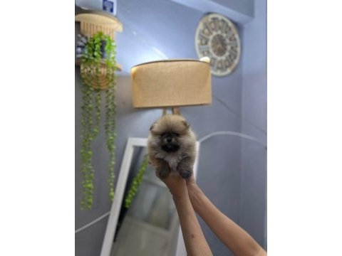 Pomeranian boo erkek ve dişi yavrularımız