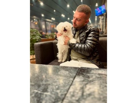 Terrier maltese