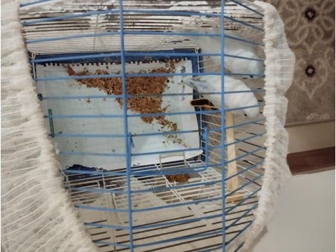 Muhabbet kuşu mavişimiz yeni sahibini arıyor