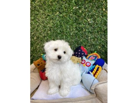 Kar topu gibi bembeyaz maltese terrier yavrular