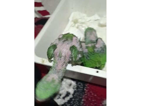 Takım iskender alexander papağanı