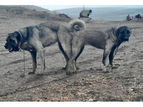 Kangal köpeği yavruları