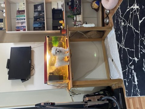 0 numara olan maltese kızıma erkek eş arıyorum