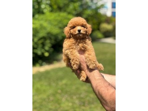 Sevimli toy poodle yavrularımız