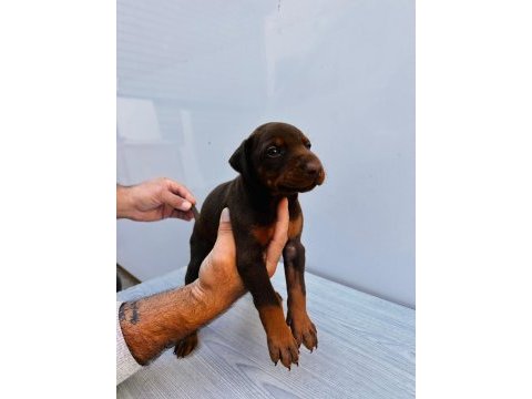 Orjinal doberman yavrular