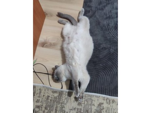 2.5 yaşında blue point british shorthair dişi