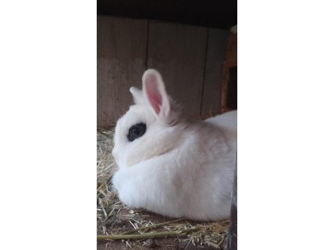 Safkan hothot sürmeli yavru tavşanlar