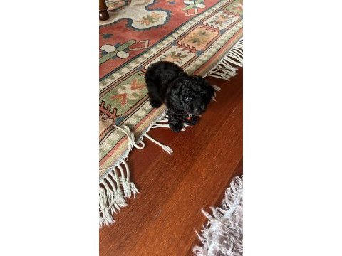 50 günlük toy poodle dişi