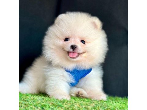 Sevimli pomeranian boo yavrularımız