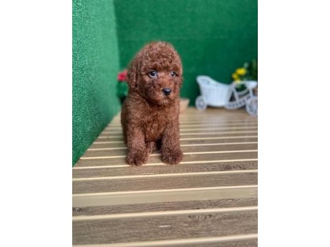 Toy poodle yavruları