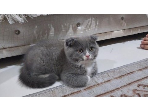 Scottish fold prensesime yuva aranıyor