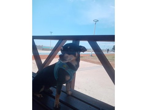 Minyatür pinscher 1 yaşında erkek