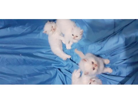 Safkan iran kedi yavrusu