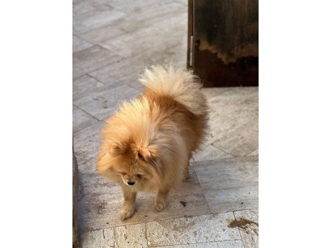 Pomeranian boo köpeğimiz