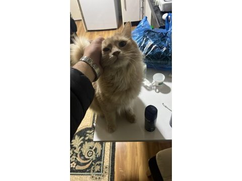 Kedim paşa mı alerjimden dolayı sahiplendiriyorum