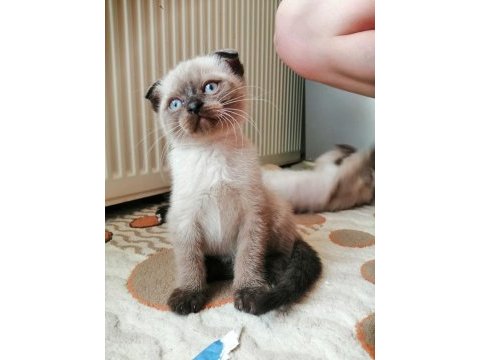 Minik yavrularima onlari çok sevecekyuva ariyorm