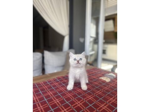 Brıtısh shorthair ayı surat yavrularım 