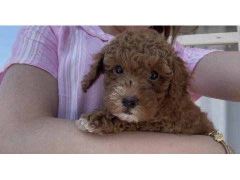 2 aylık yavru toy poodle