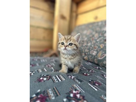 Saf ırk british shorthair