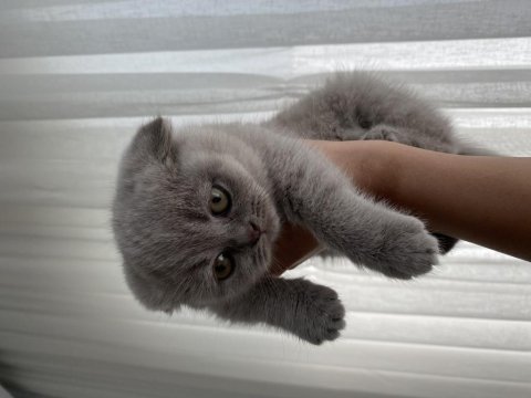 Güzeller güzeli scottish fold mia