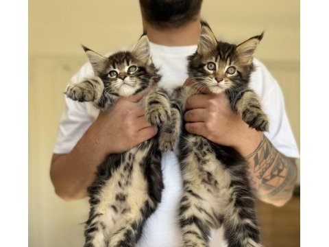 Safkan maine coon yavrular 2 aylık devler