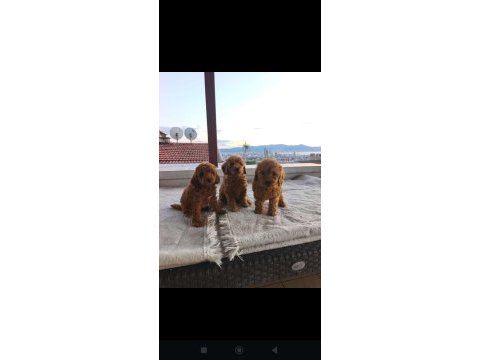 Toy poodle yavrular