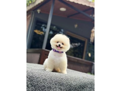 En tatlı pomeranian boo