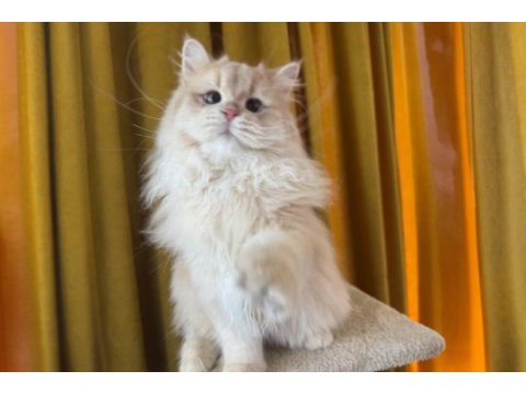 Sevimli british longhair kedimiz paşa